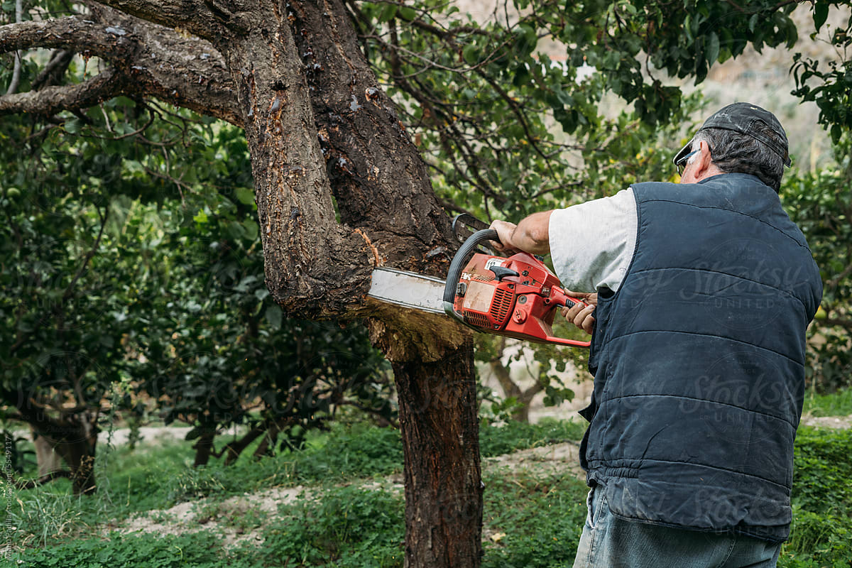 Unrecognizable mature man cutting tree with chainsaw