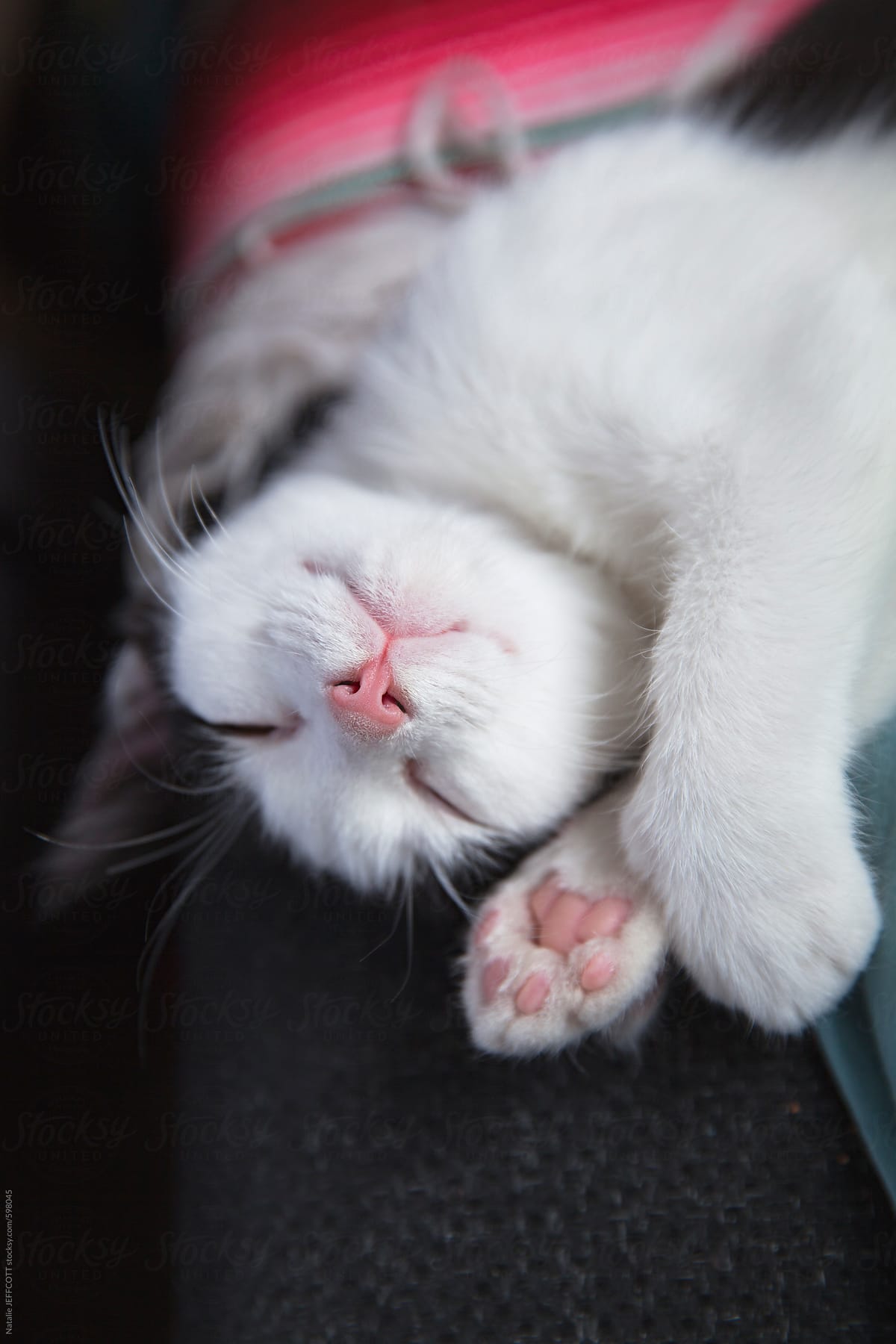 cute black and white kitten stretches on it\'s back asleep