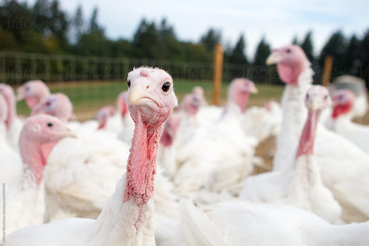 Enclosure full of turkeys on a small-scale organic farm