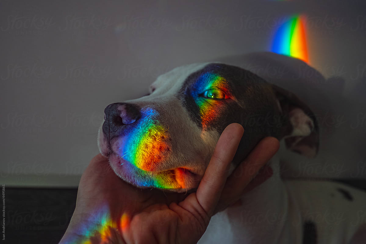 Dog In Rainbow Morning Light