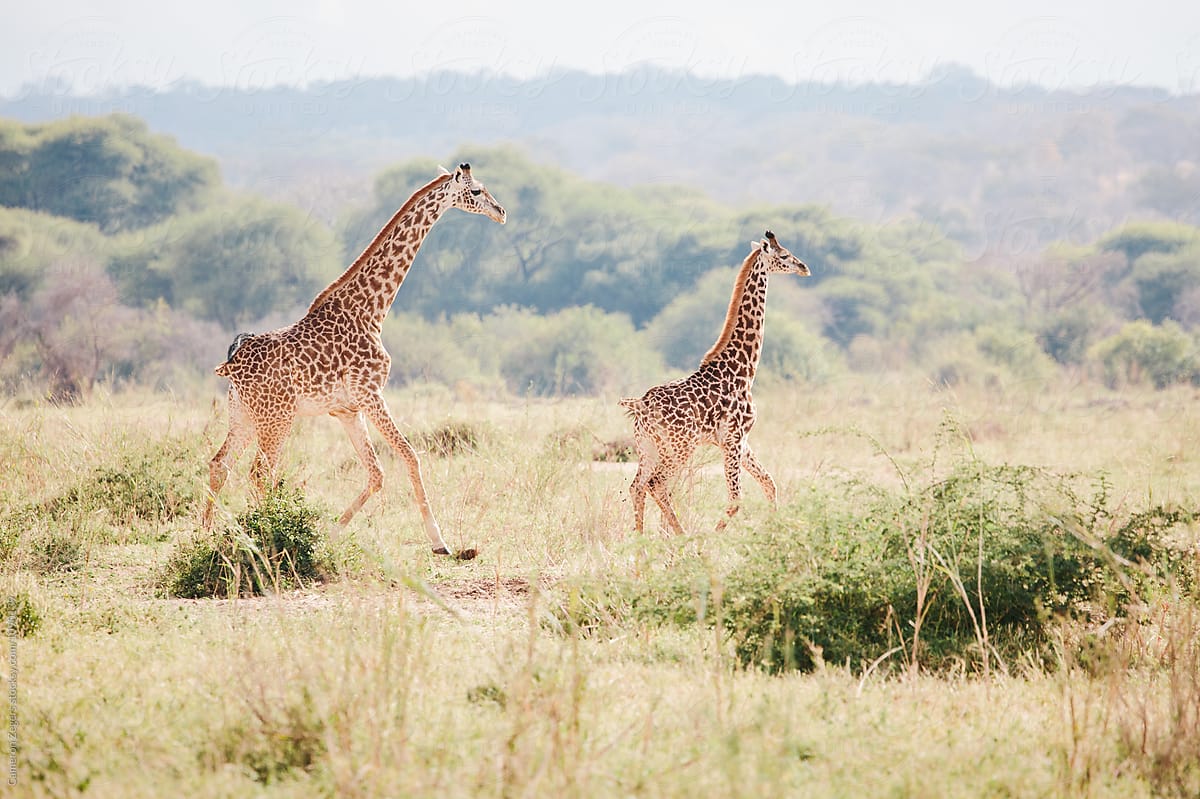 mother and baby giraffe running