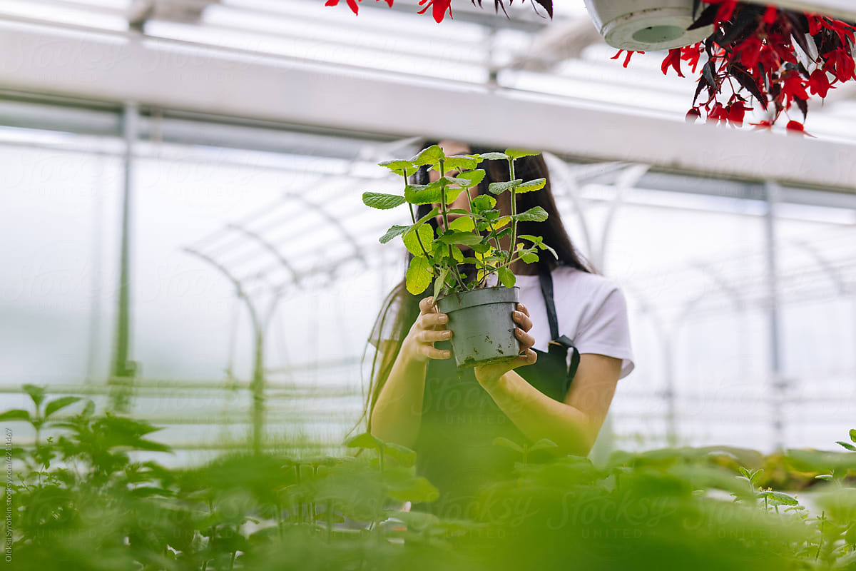 Woman checking plants which growing in farm