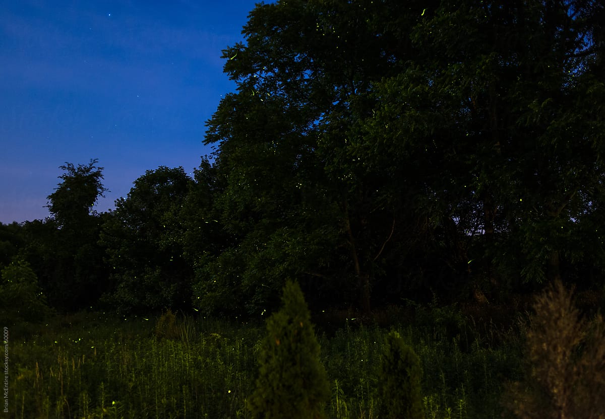Lightning bugs and fireflies fill night sky near woods.