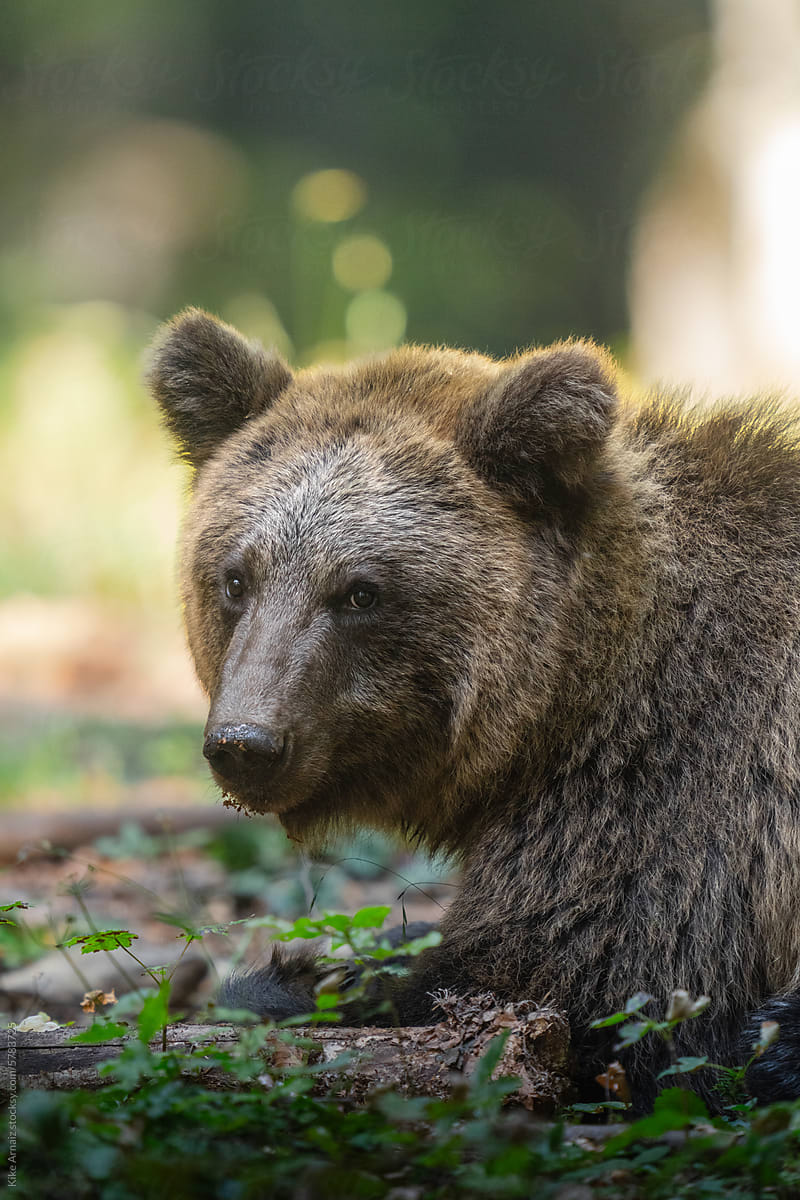 Majestic Slovenian Bear in Tranquil Forest Setting