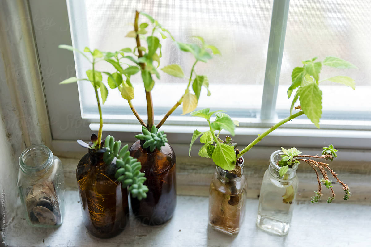 Glass bottles full of plant cuttings in windowsill