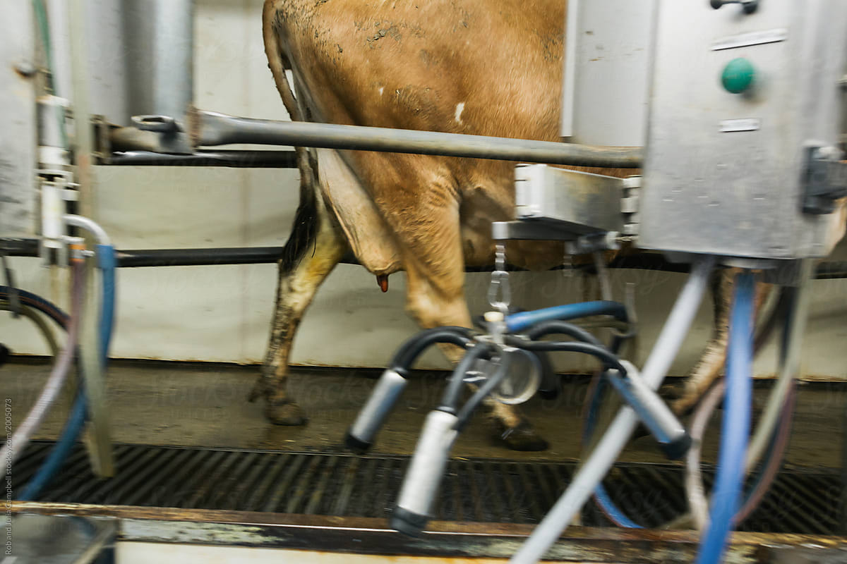 Milking cow walking past machine on a rural dairy farm