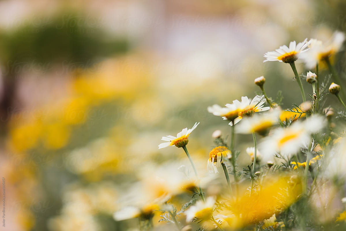 Yellow Flowers By Stocksy Contributor Javier Pardina Stocksy