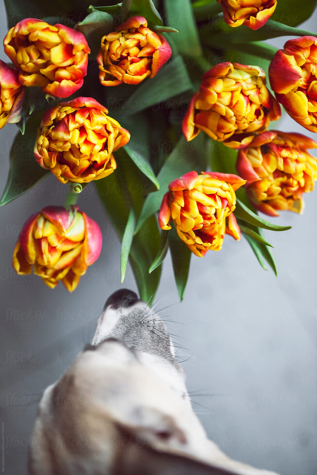 Beautiful Tulips with Dog