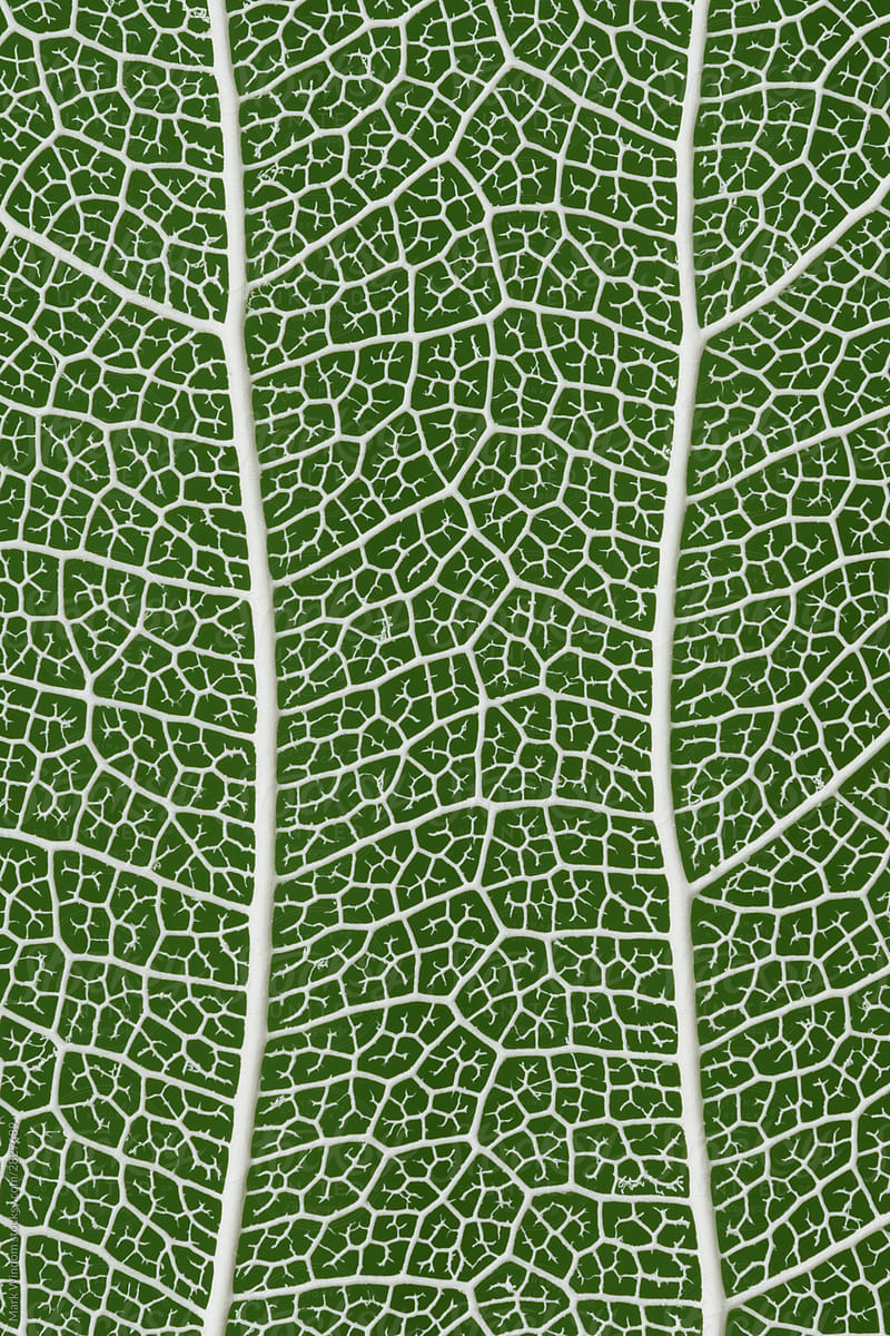 Aspen leaf skeleton, close up