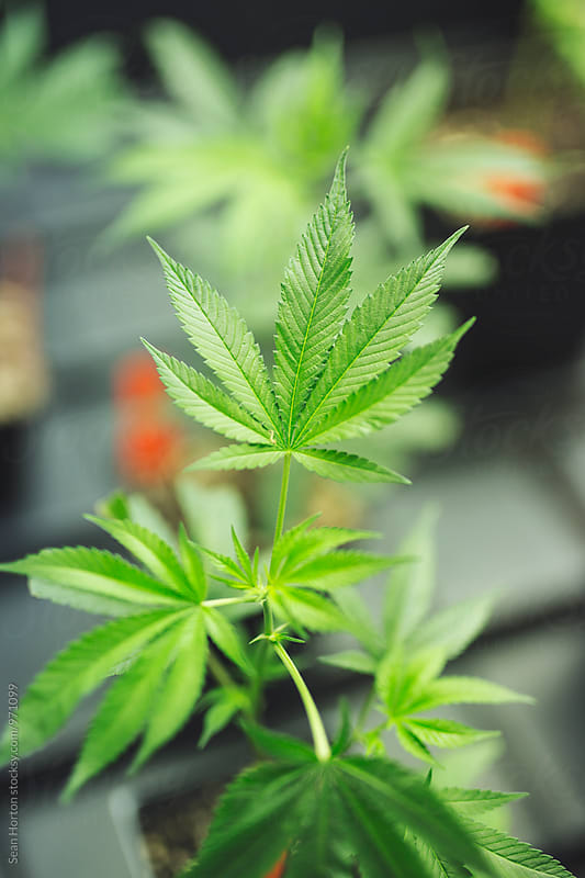 Indoor Baby Cannabis Plant 3