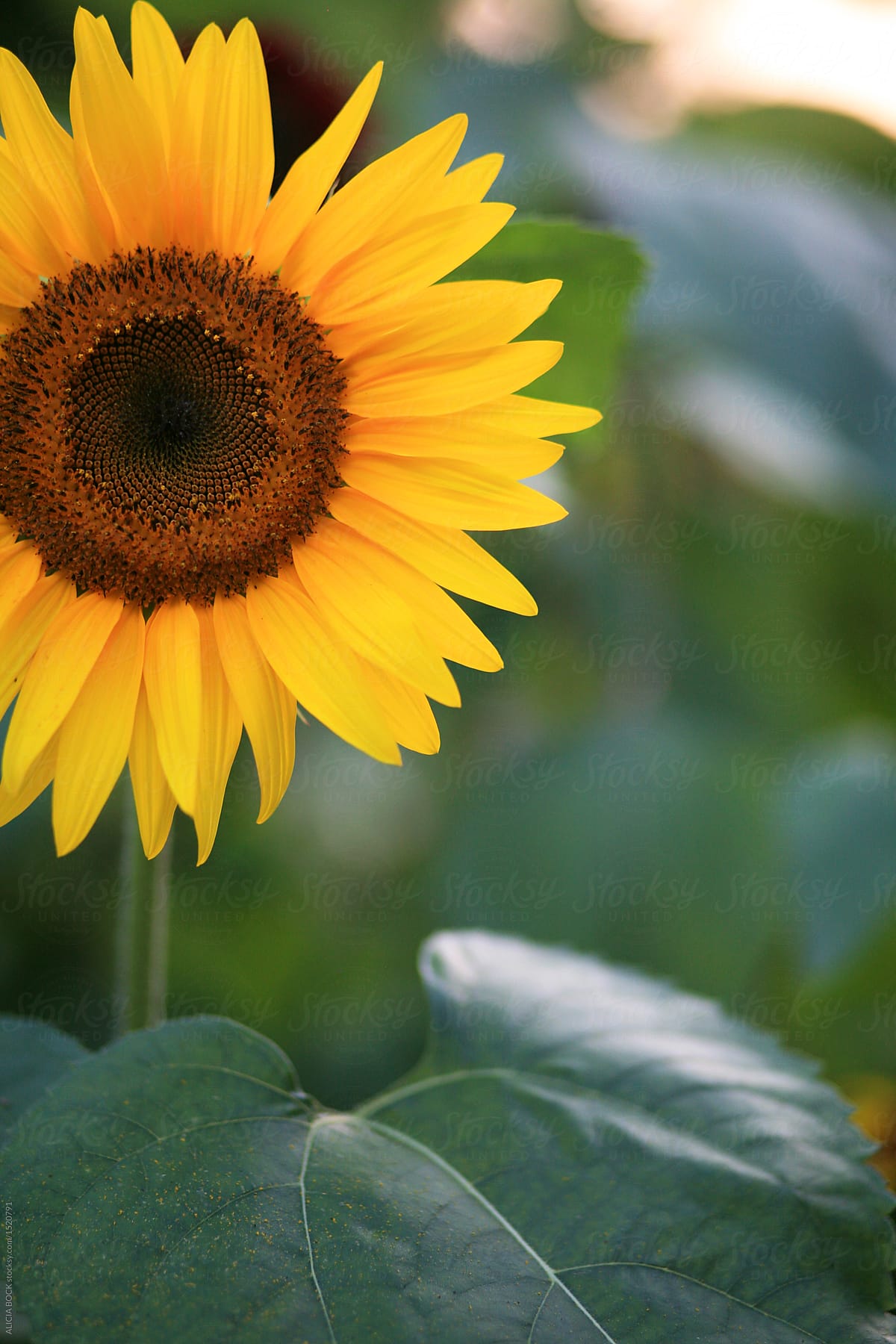 Close Up Of A Vibrant Yellow Sunflower In Evening Light