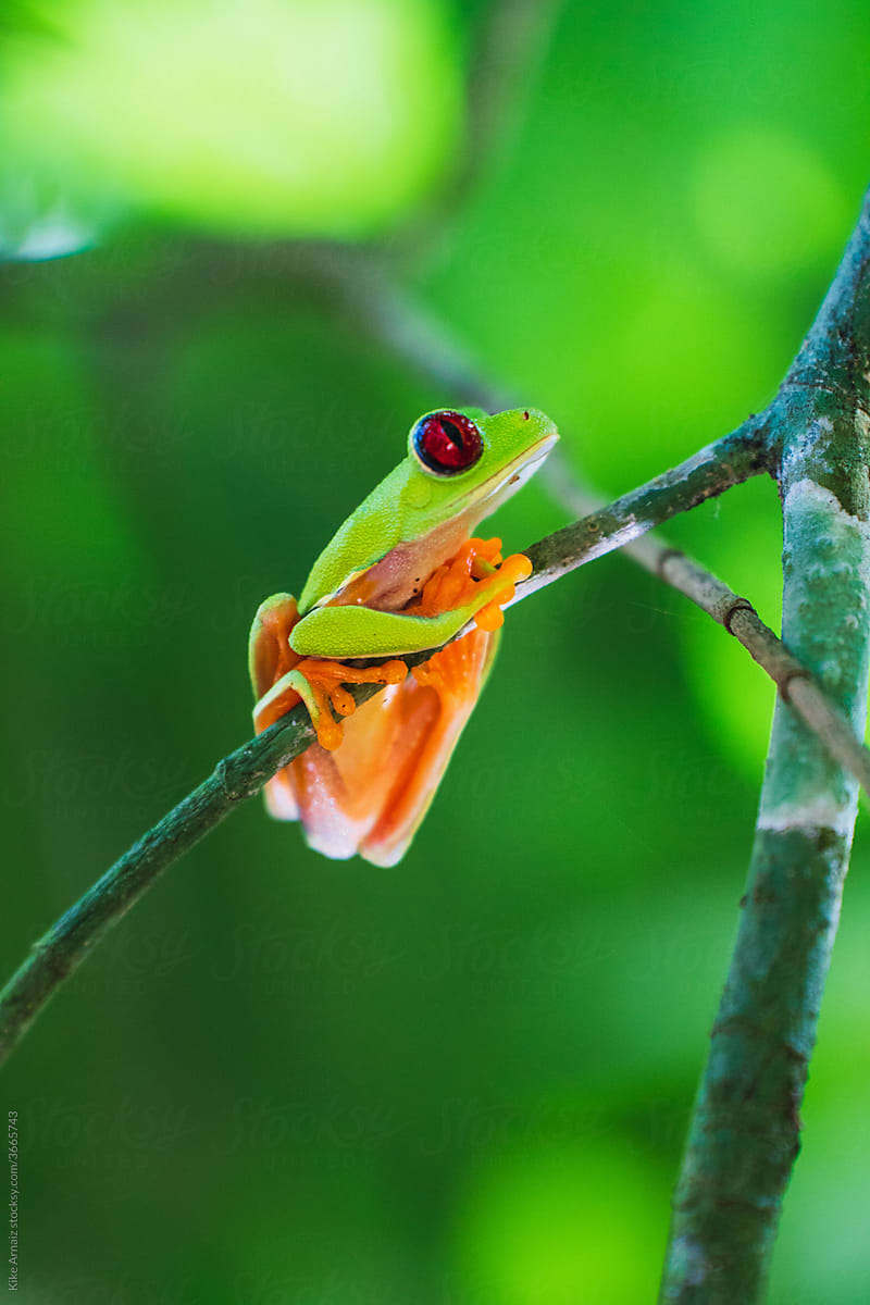 Red Eye Tree Frog Closeup