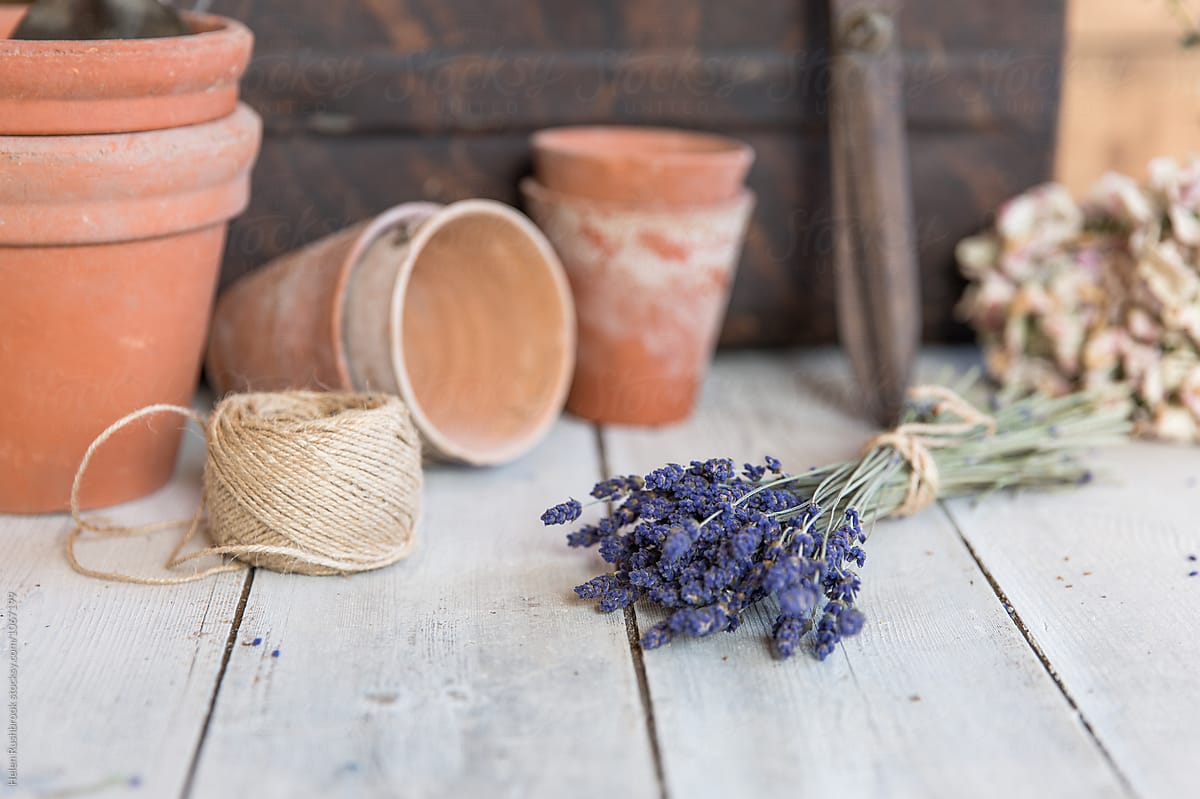 Lavender flowers with clay pots and gardening equipment