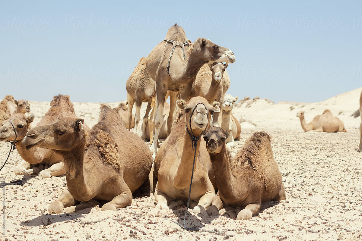 The smiling camels