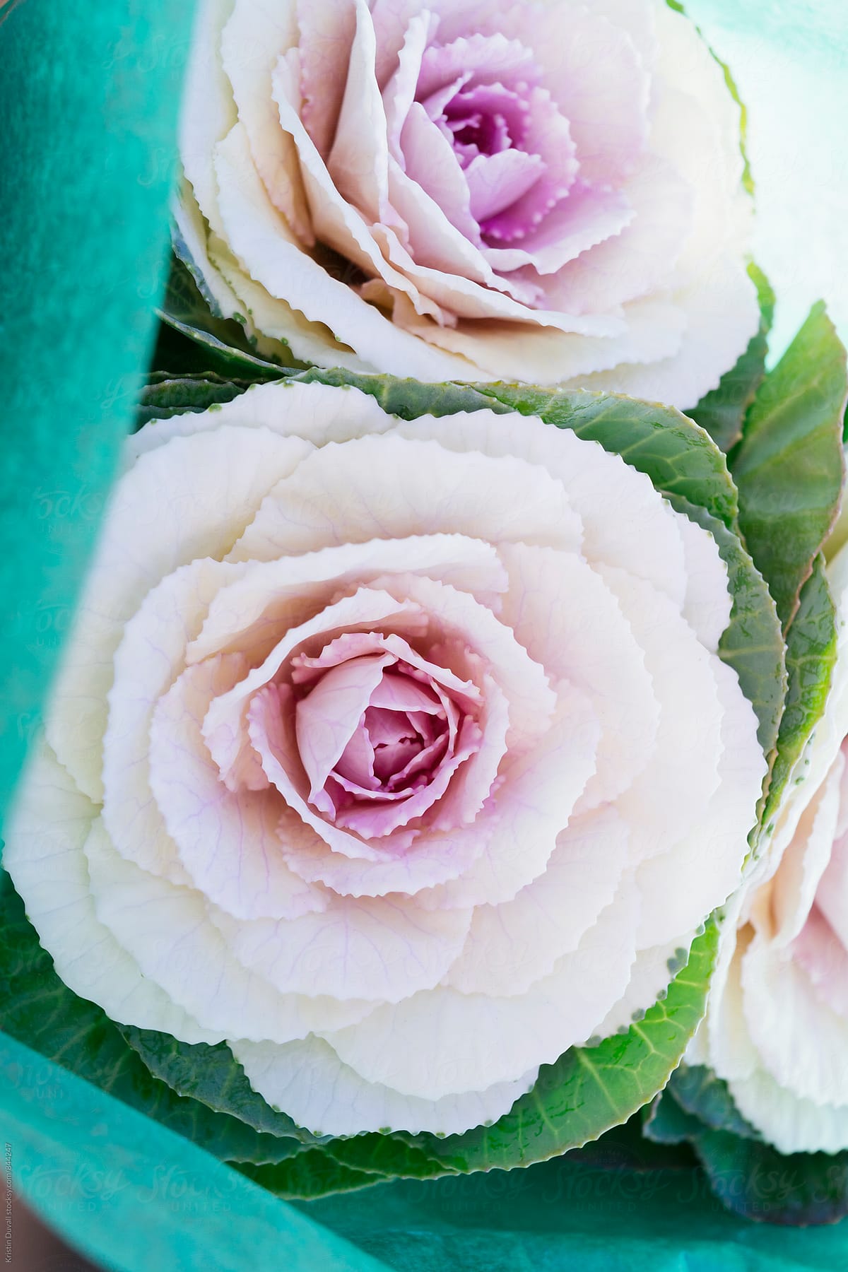 Cabbage roses