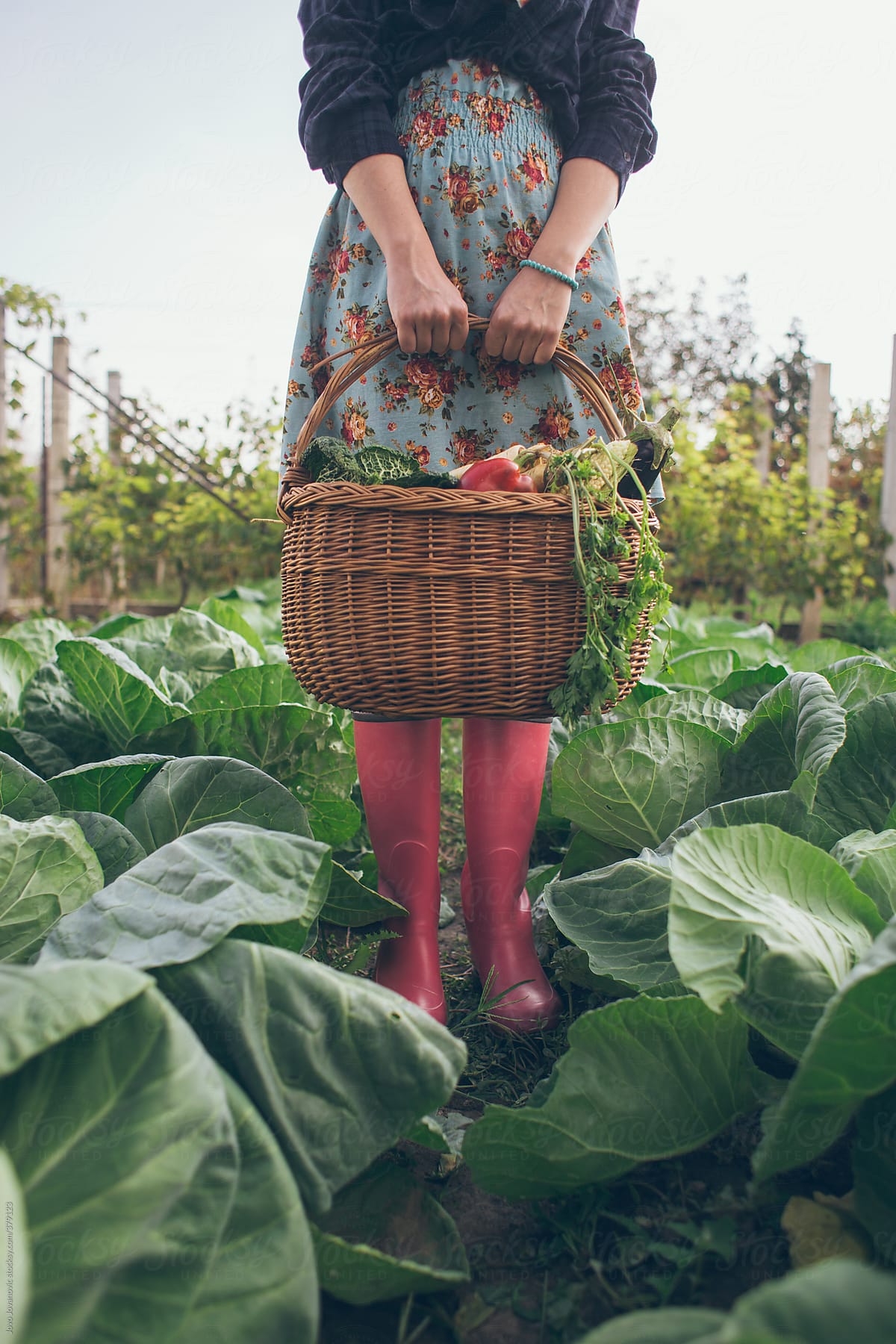 Woman In Garden Holding Basket Of Fresh Organic Vegetables by Jovo