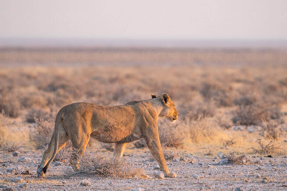 Lion walking in Etosha National Park, Namibia, Africa.