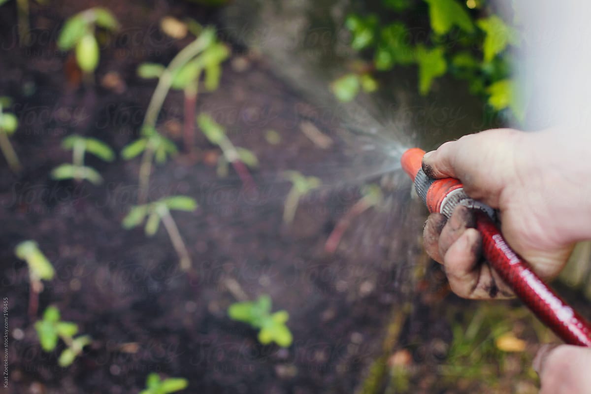 Man\'s hand holding a spraying garden hose, watering newly planted seedlings.
