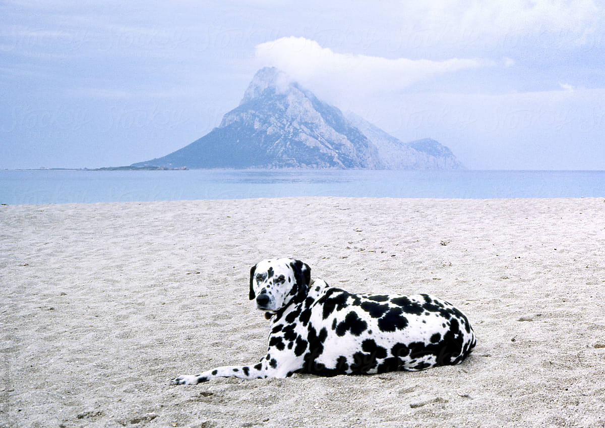 Picture of a Dalmatinian Dog On The Beach,  Sardinia Italy