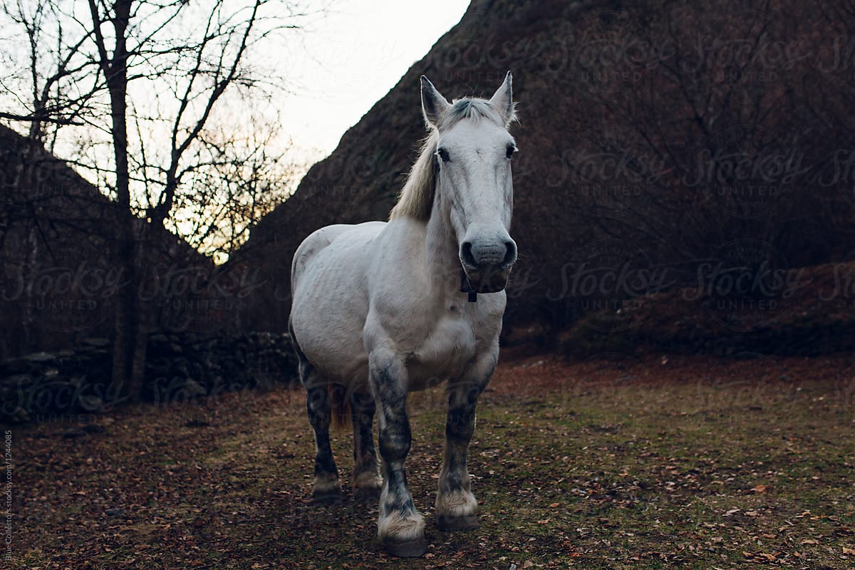 white wild horse on lead standing and looking at camera. Winter time