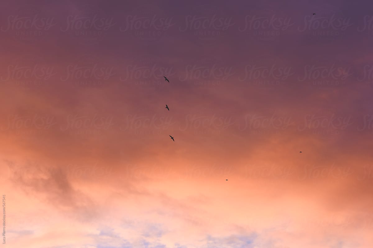 Bird flying in the sky at sunset