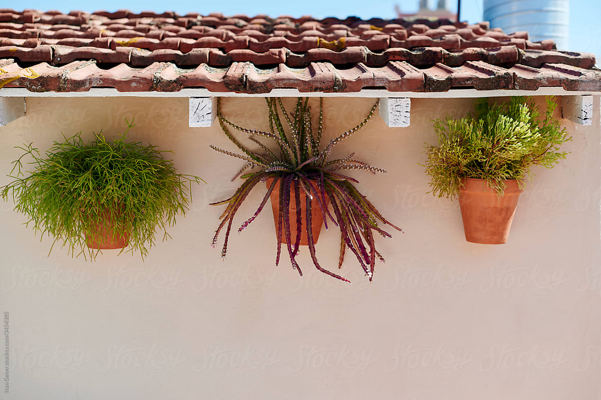 Plants hanging on a wall outside