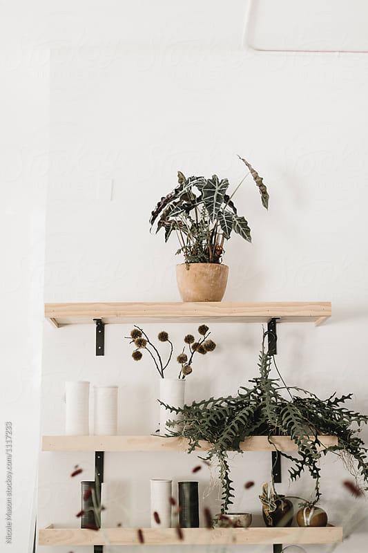 clay pots and plants on wooden shelves against white wall