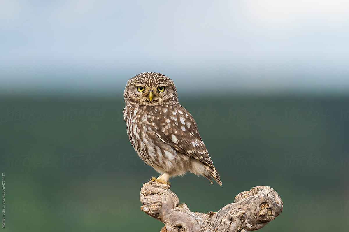 Beautiful Little Owl In Its Natural Habitat