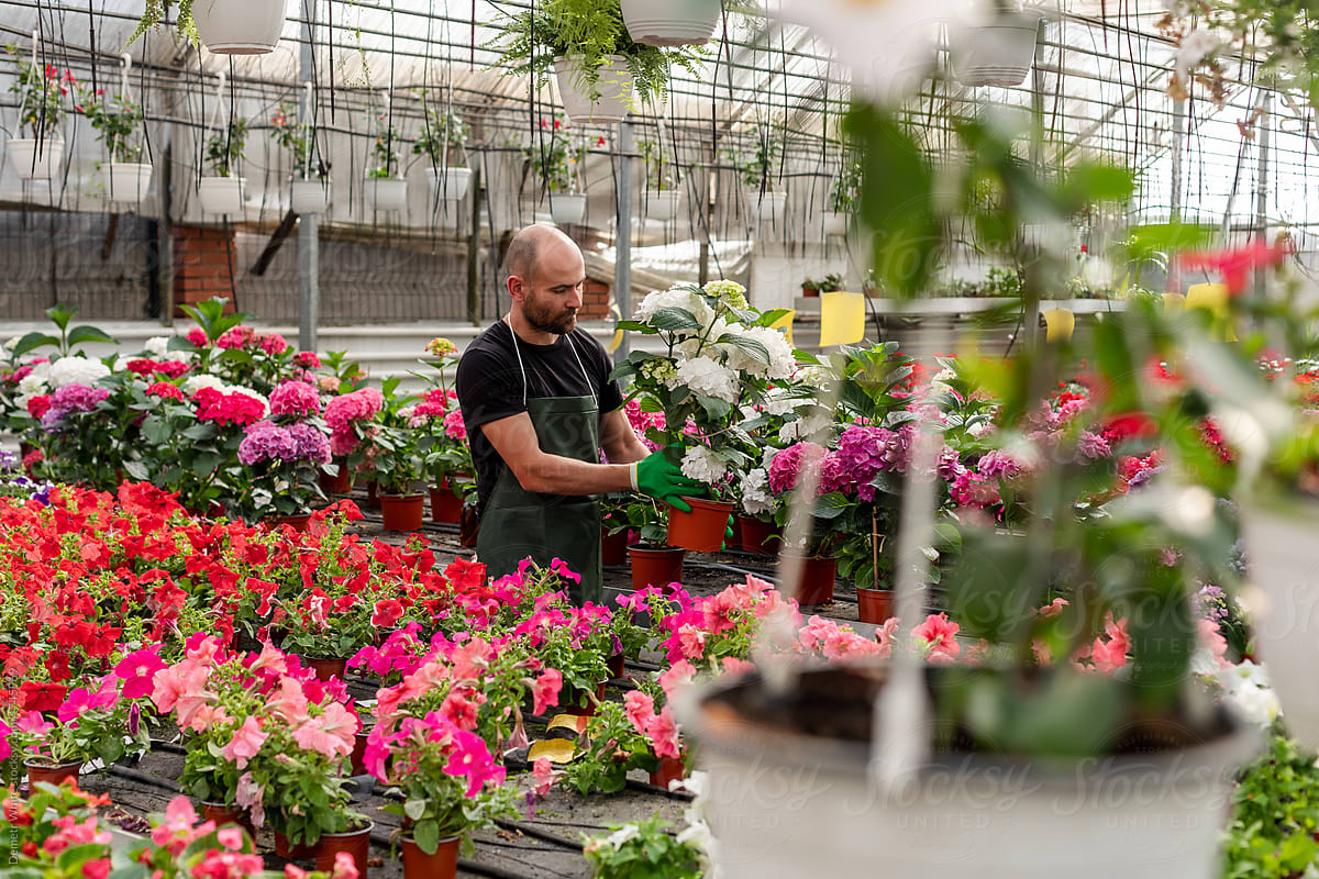 Male florist works inside greenhouse