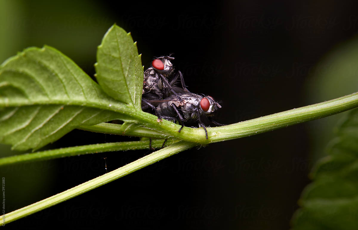 Closeup of flies