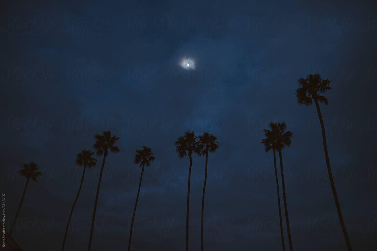 Moon over Palms