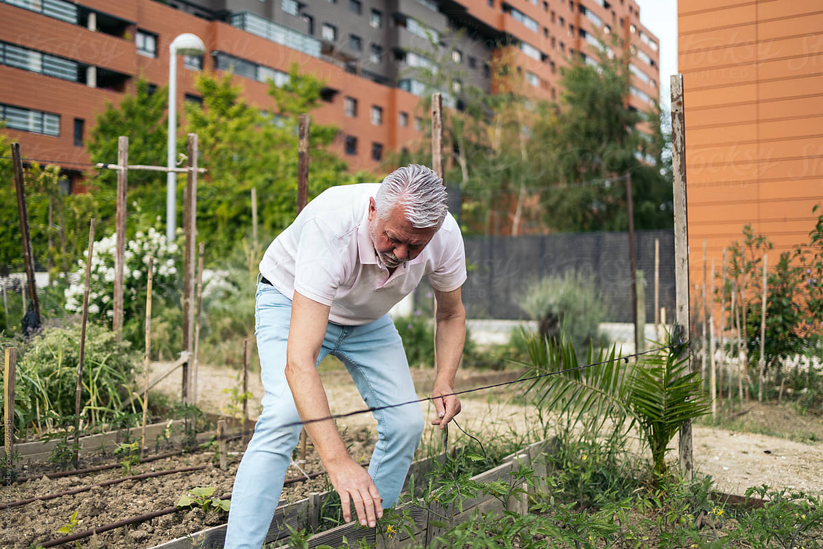Senior man working in an urban orchard