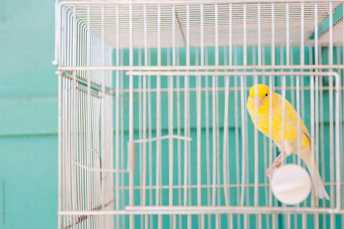 Yellow Bird in Cage against a Turquoise Wall