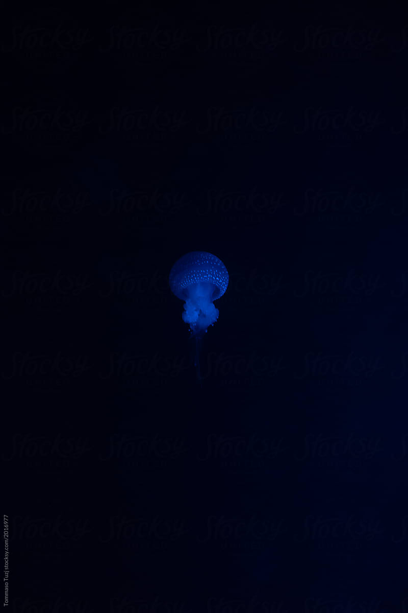 jellyfish floating in the water
