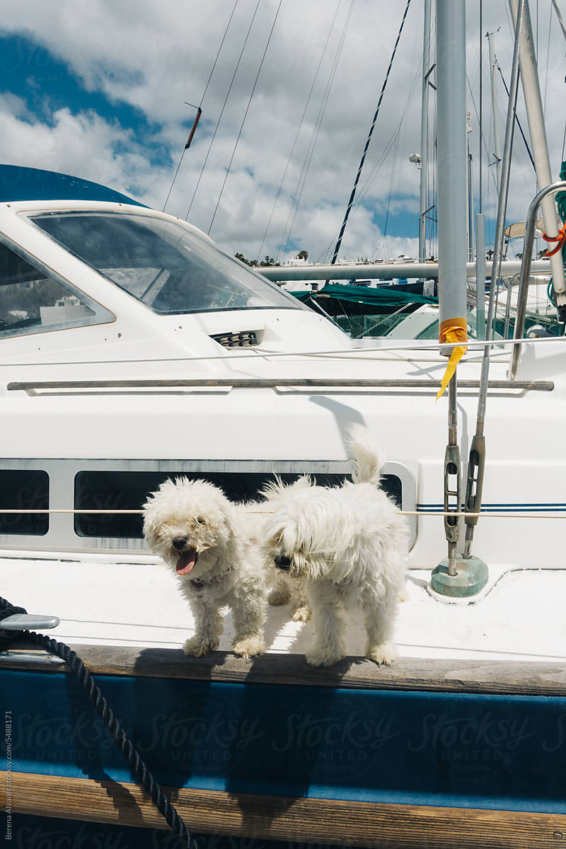two dogs on boat