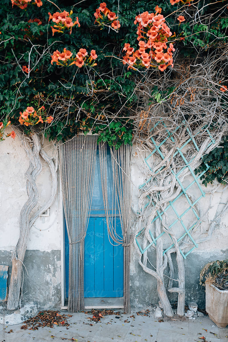 Plants growing either side of charming blue door in Marettimo