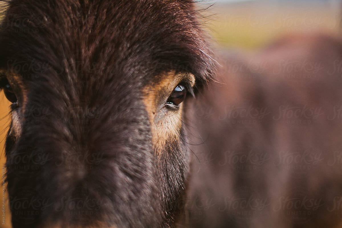 Dark brown horse eye and eyelashes detail