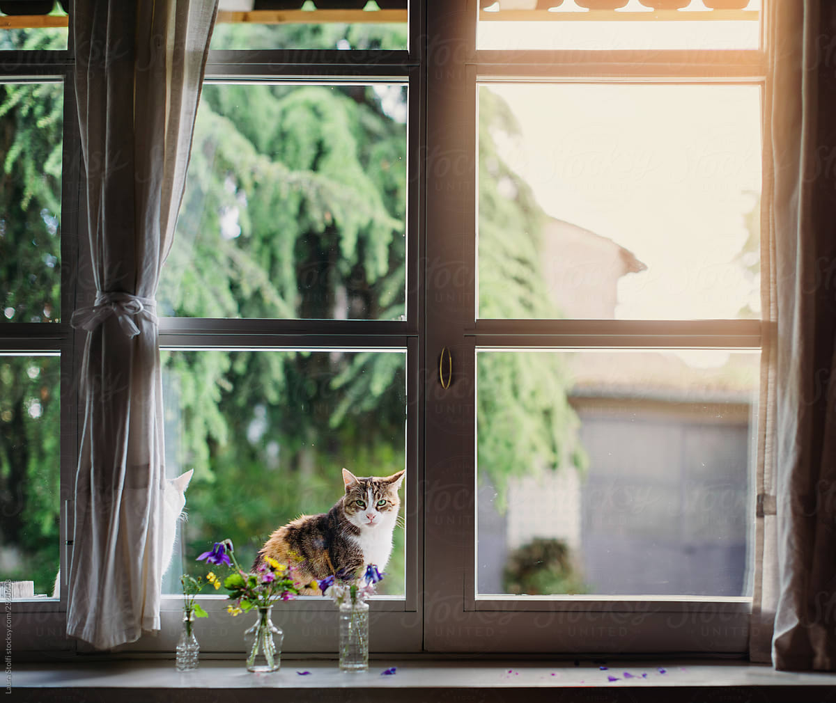Cats behind windows glass and flower pots on the inside on windowsill in warm sunset light