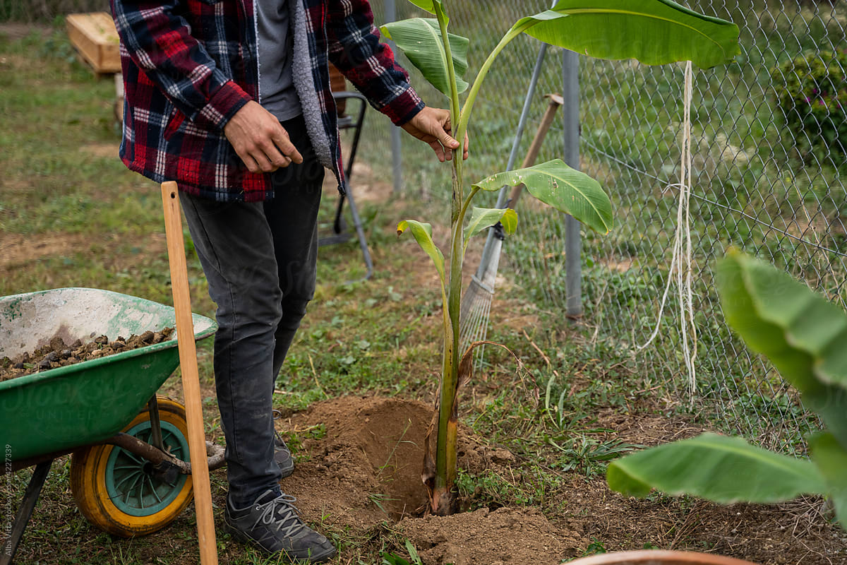 Farmer sowing trees with animal manure