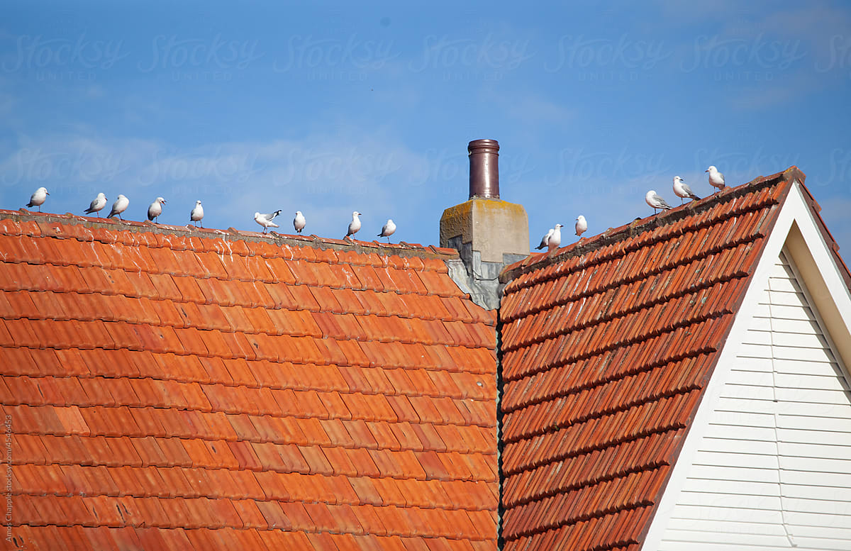 Seagulls on a tile roof
