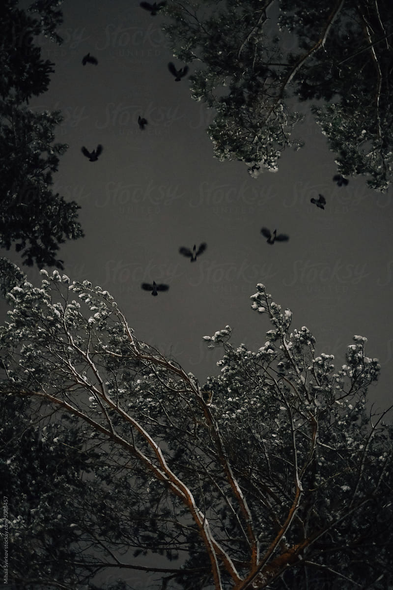 Birds flying between the trees at night in the winter forest