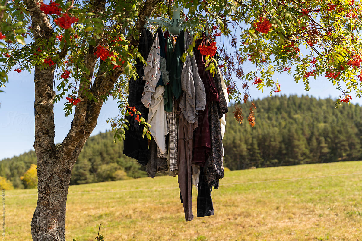 Laundry drying in the sun in tree