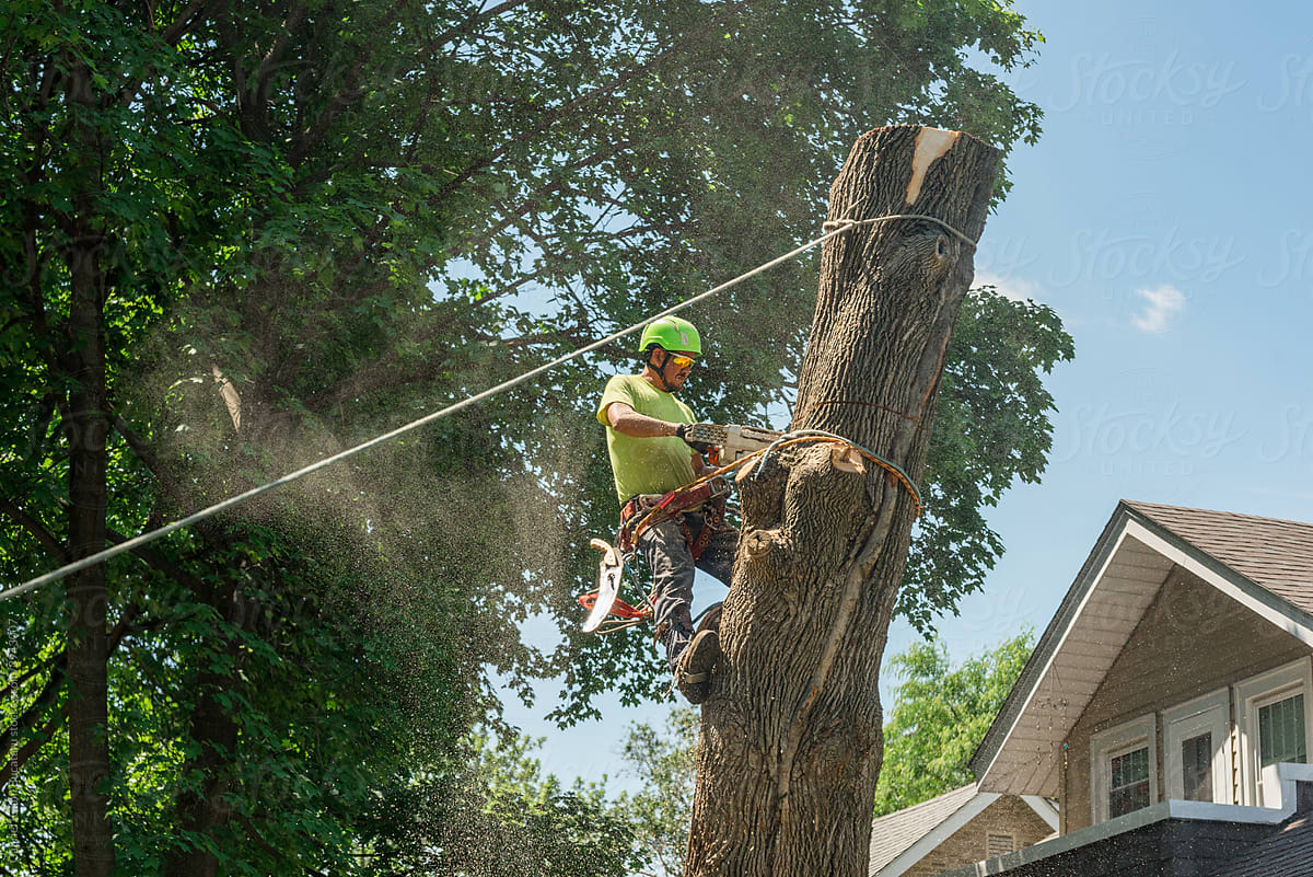 Tree service worker cutting a tree stump