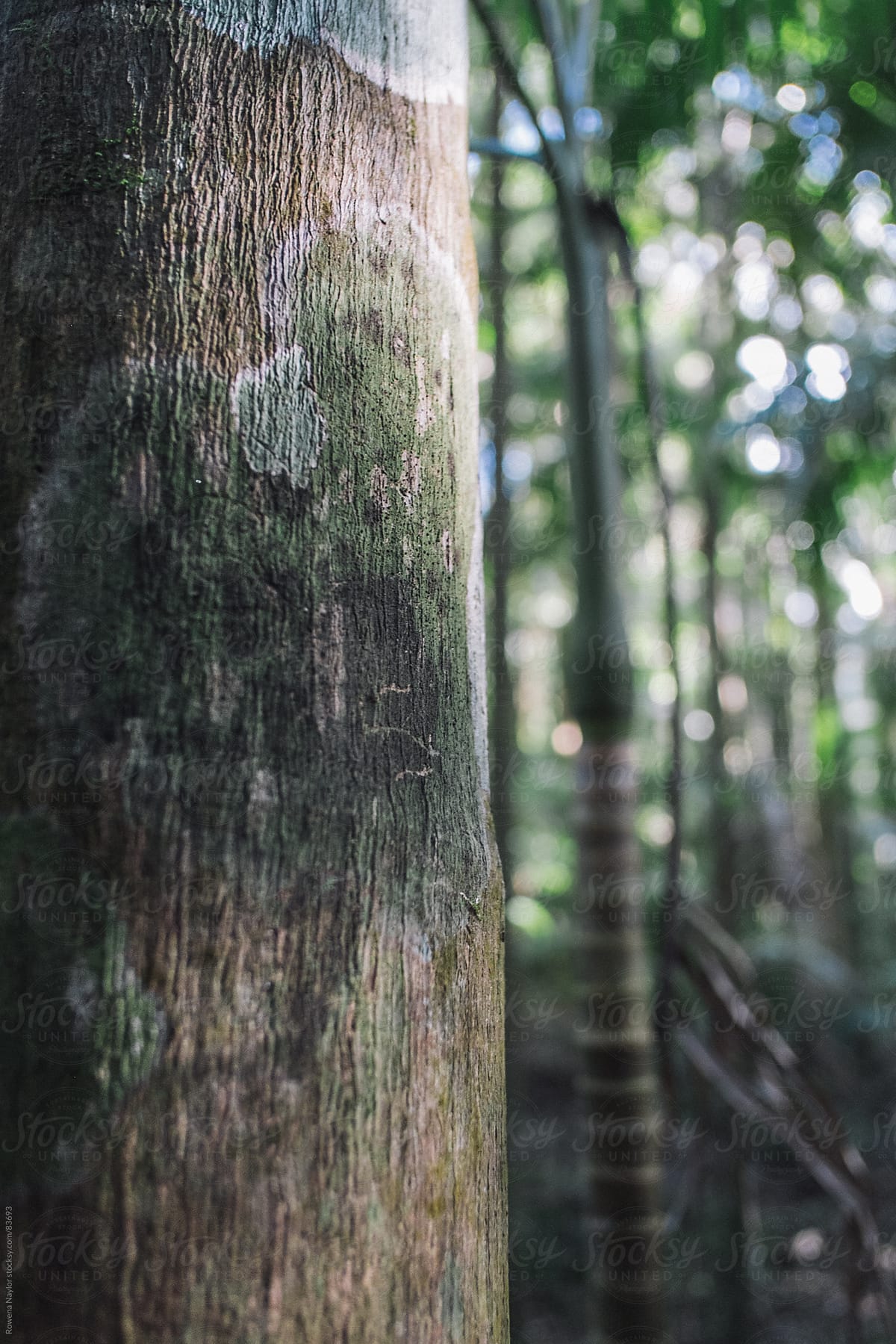 Tree bark in rainforest
