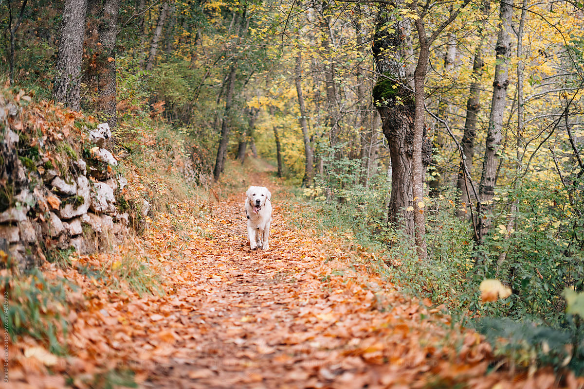 A lovely dog ​​running through the woods in autumn