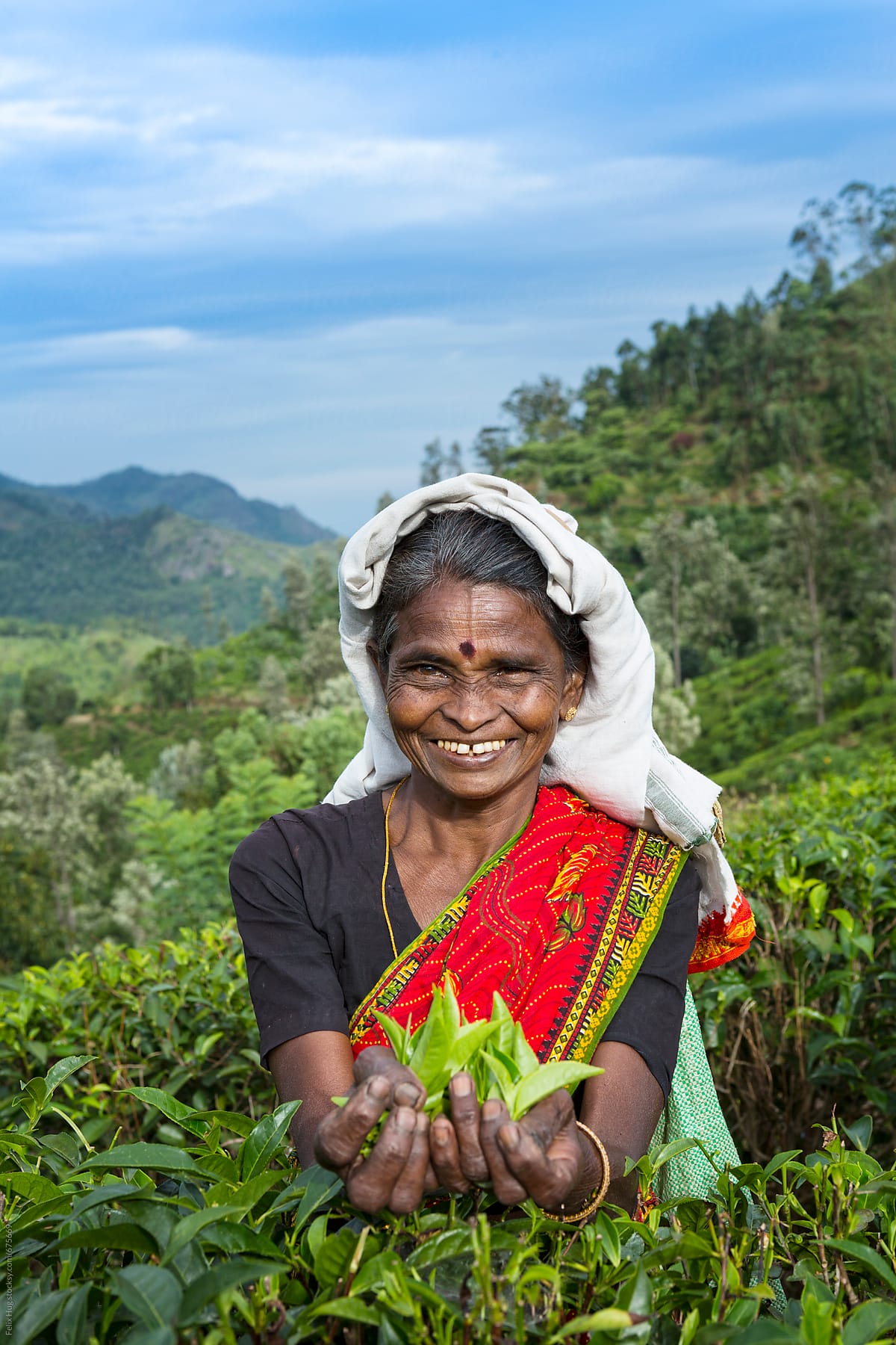 Tea Plucker Sri Lanka
