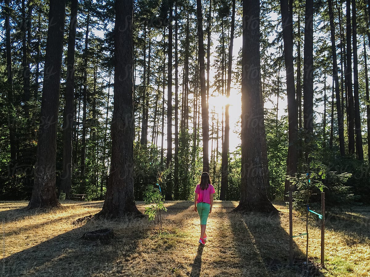 A young girl walks into a forest of tall pines while the sunlight streams through.