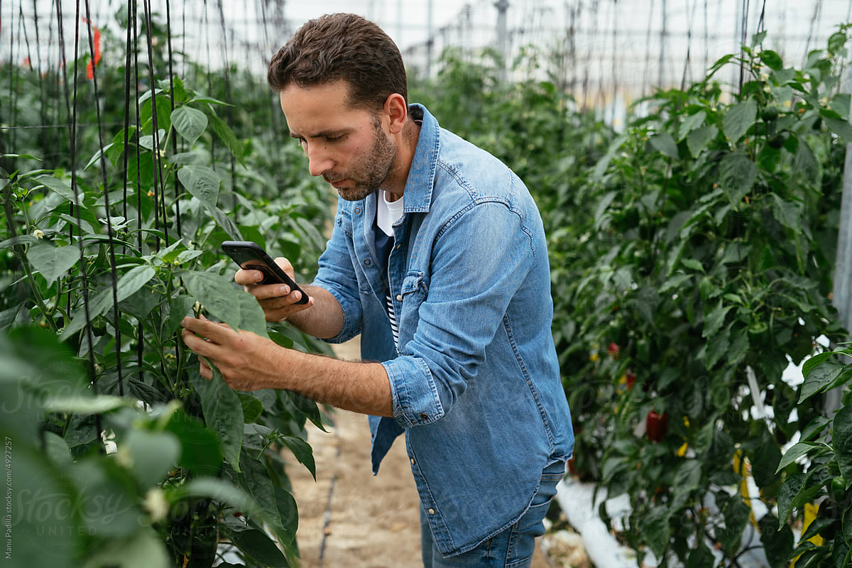 Man photographing plants in greenhouse on smartphone