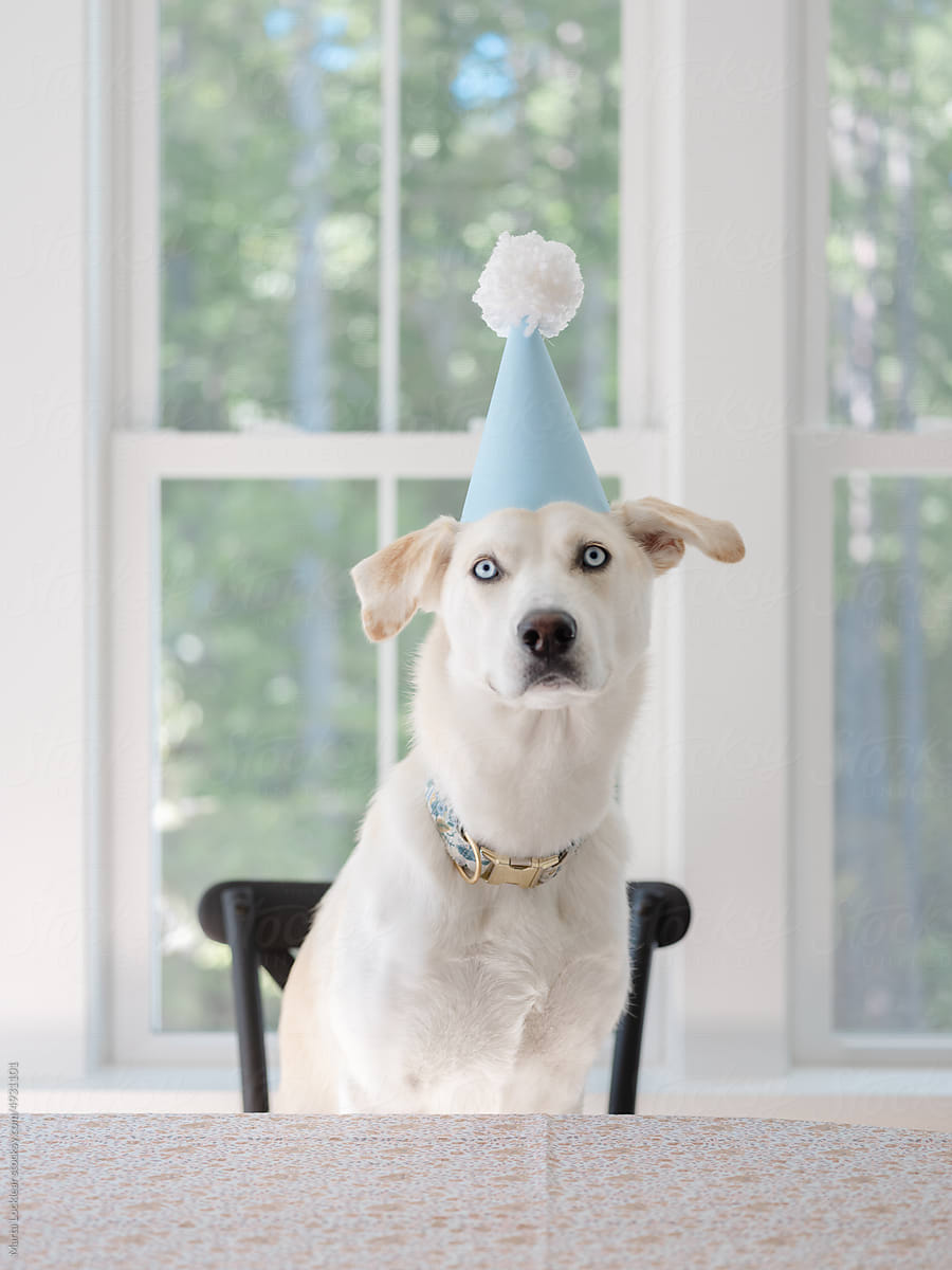 Dog celebrating its first birthday