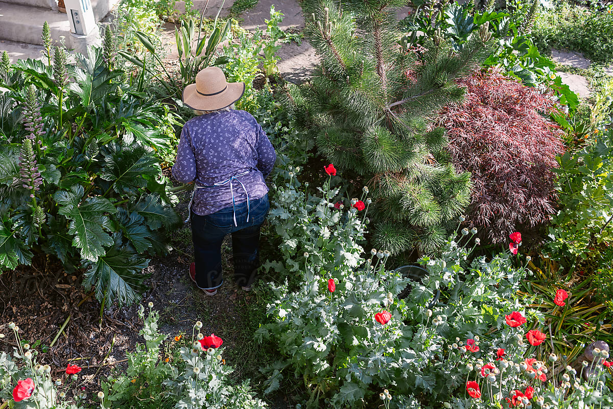 Senior woman gardening in wild garden